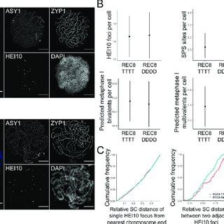 Analysis Of Raa Ttt And Raa Ddd Late Pachytene Cells A Example