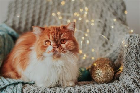 Un Gato Pelirrojo Mullido Se Sienta En Una Silla Cubierta Con Una Manta