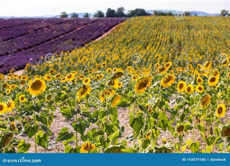 Lavender And Sunflower Field Stock Photo Image Of Field Beautiful