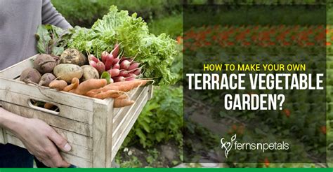 How To Build A Terraced Vegetable Garden Braincycle1