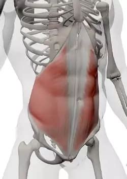 Anatomie Muscles Abdominaux Transverse Obliques Grand Droit