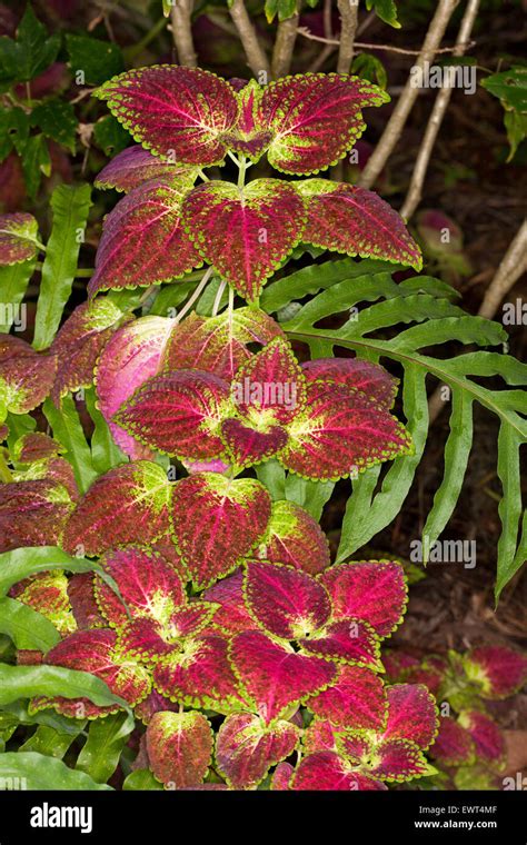 Hojas De Color Rojo Vivo Con Bordes Verdes Y Amarillas De Coleus