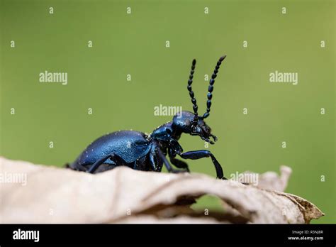 Violet Oil Beetle Meloe Violaceus Alsace France Stock Photo Alamy