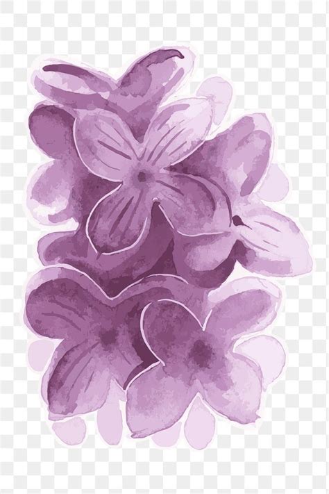 Purple Lilac Flower Transparent Png Watercolor Sticker Free Image By