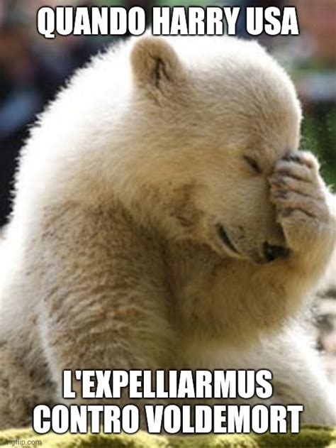 Facepalm Bear Meme Imgflip