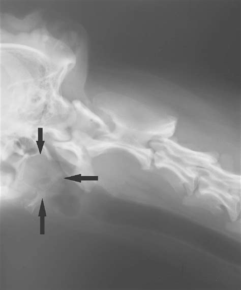 Lateral Radiograph Of The Pharynx Of A 10 Year Old Golden Retriever Dog