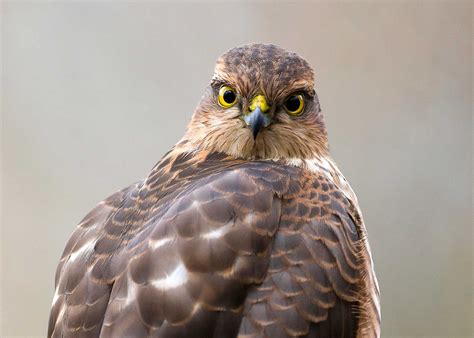 Woodland bird hide & Woodland bird photography in Sussex, UK