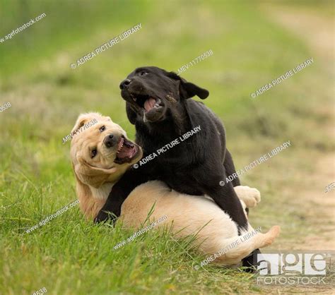 Dog Labrador puppies playing, Stock Photo, Picture And Rights Managed ...