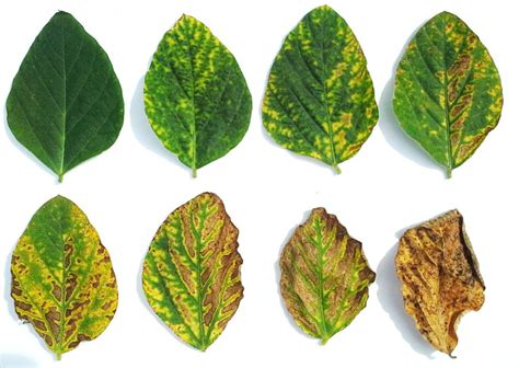 Sudden death syndrome in Soybeans (conventional) | Syngenta Canada