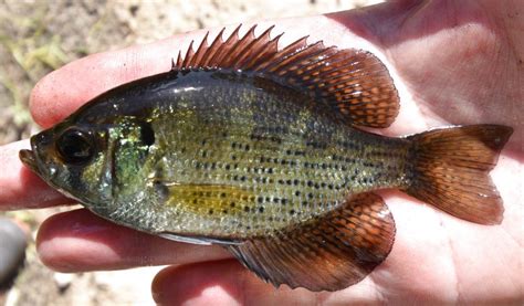 Sunfish, Flier uconn fishmate | www.roughfish.com