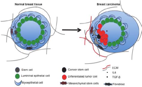 Microenvironment Of Normal Breast Epithelium And Breast Cancer Cells