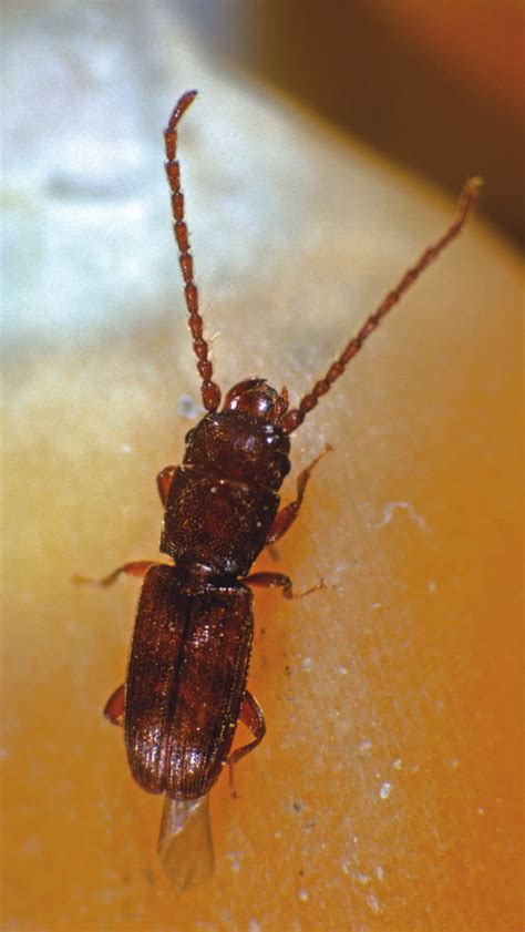 Rust Red Flour Beetle