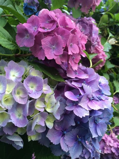 Hydrangea Colors Flowers of hydrangea macrophylla can be pink, blue or ...