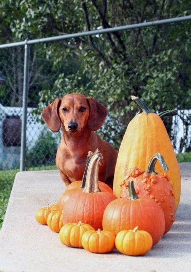 Its Pumpkin Time Dachshund Love Dachshund Dog Weenie Dogs