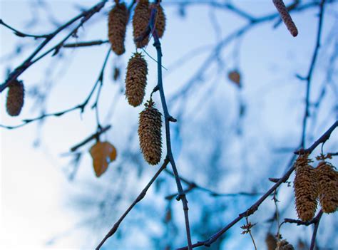 Bildet tre natur gren snø vinter fugl anlegg blad blomst