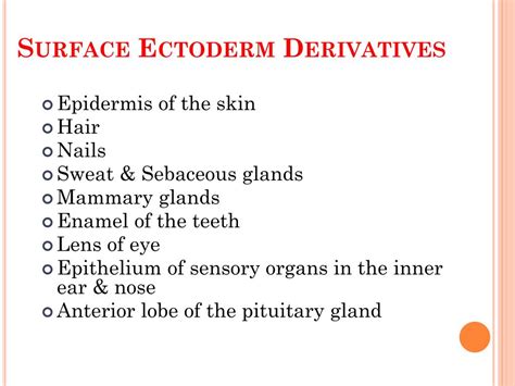 PPT - Derivatives of Germ layers PowerPoint Presentation, free download ...