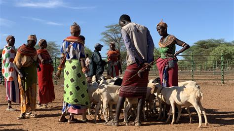 Is insurance the answer for pastoralists? | Devex