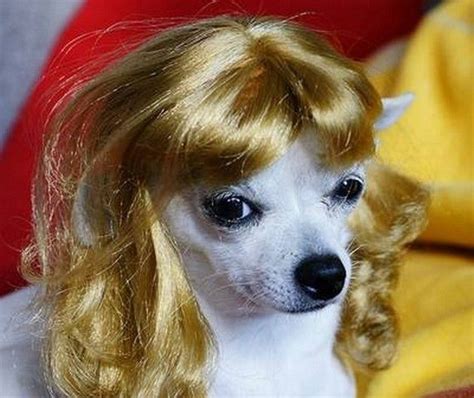 Dog with wig, Funny dogs, Funny wigs