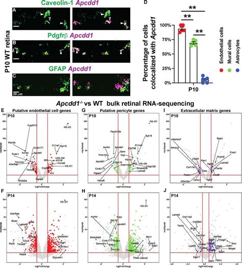 Apcdd1 Is Expressed In Both Retinal ECs And PCs And Lama2 Expression Is