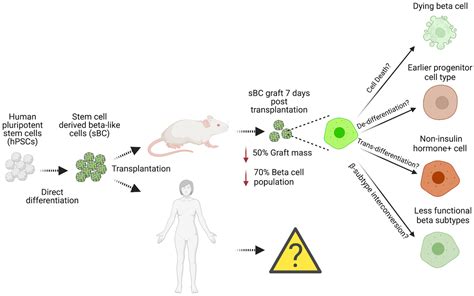 Cell Replacement Therapy For Type 1 Diabetes Patients Encyclopedia Mdpi