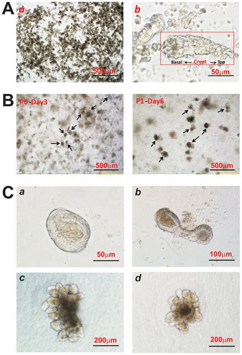 Establishment Of Mouse Intestinal Crypt Stem Cellcontaining