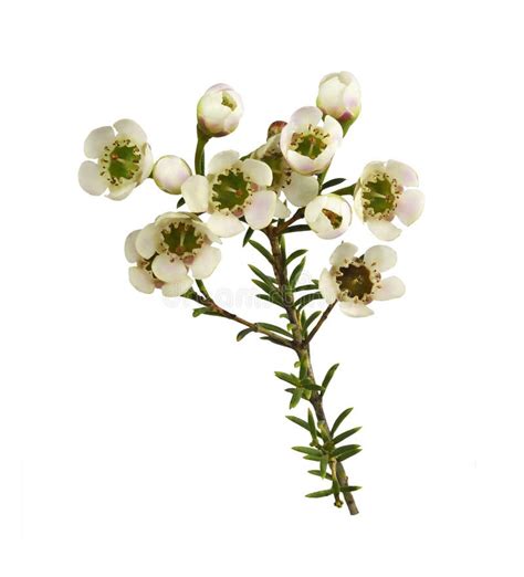 White Chamelaucium Flowers And Buds Isolated Stock Photo Image Of