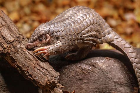 Pangolin Diplomacy: How Taiwan’s Pangolins Came to Prague - Domino Theory