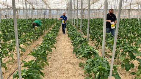 Control Biológico De Plagas En Pimiento Escuela Agraria Vícar