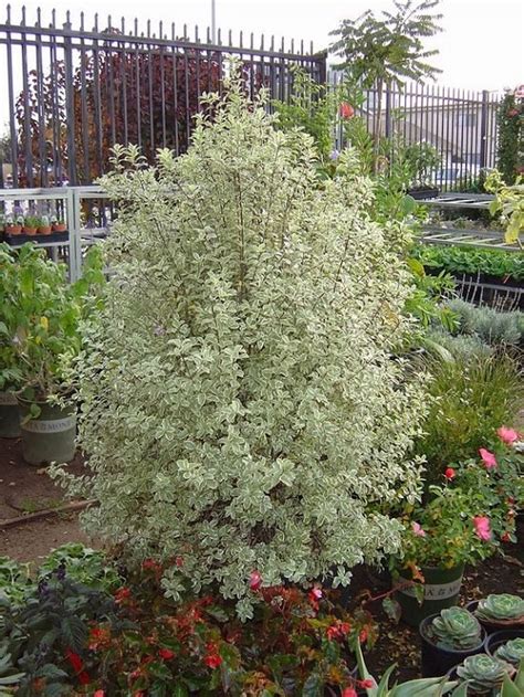 13 Best Pittosporum Varieties | Types of Pittosporum Plants