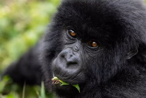 The Ultimate Guide To Combining Gorilla Trekking And Tanzania Safari