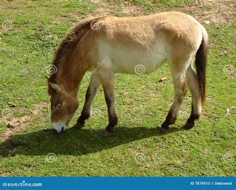 Przewalski Horse Cropping Grass 1 Stock Image - Image of riding, horse ...