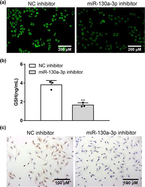 MiRNA 130a 3p Targets Sphingosine 1 Phosphate Receptor 1 To Activate