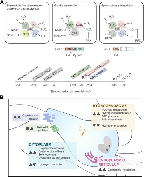 Oxygen Induces The Expression Of Invasion And Stress Response Genes In The Anaerobic Salmon