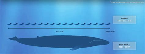 blue whale vs humans » TwistedSifter