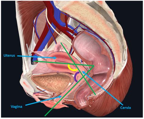 Picture Of Bladder And Uterus Anatomy