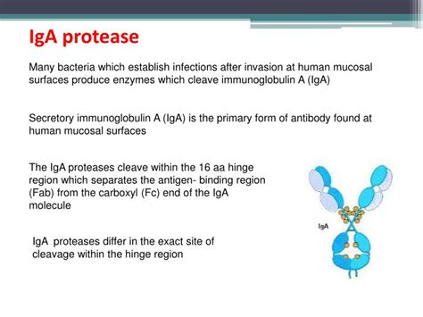 Ppt Comparative Genomics Powerpoint Presentation Id