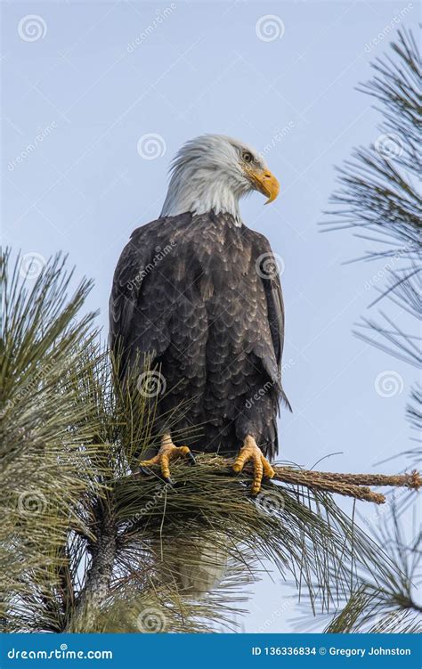 Perched Eagle In A Tree Stock Photo Image Of Blue