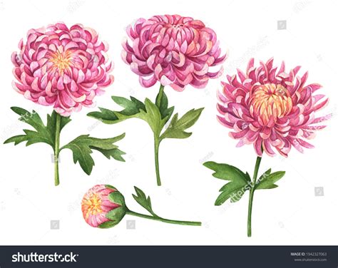 38 358 Chrysanthemum Buds Images Stock Photos Vectors Shutterstock