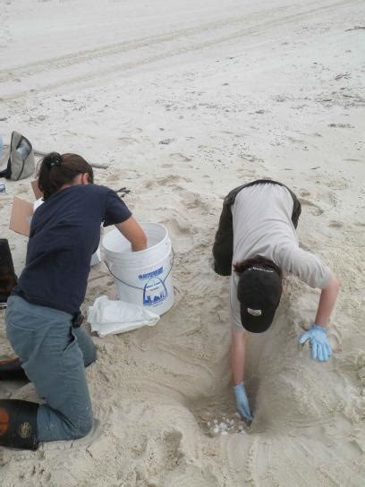 Free picture: digging, holes, sand, beach