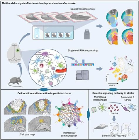 Sci Transl Med 10x单细胞空间转录组测序助力脑卒中治疗靶点开发 知乎