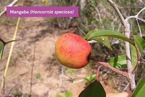 Plantas Da Caatinga E Suas Propriedades Medicinais