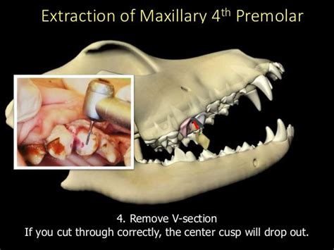 Extraction canineupm4a