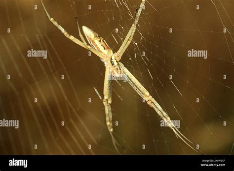 Long Jawed Orbweb Spider Hi Res Stock Photography And Images Alamy