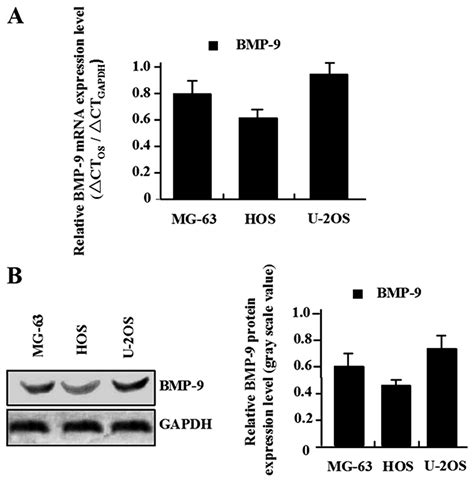 Adenovirus Mediated Overexpression Of Bmp Inhibits Human Osteosarcoma