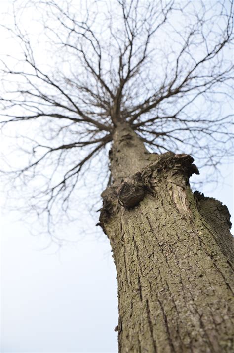 Free Images Branch Winter Leaf Trunk Twig Withered Woody Plant