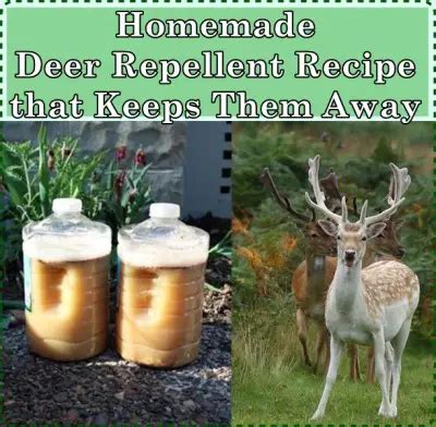 Homemade Deer Repellent Recipe that Keeps Them Away - The Homestead ...