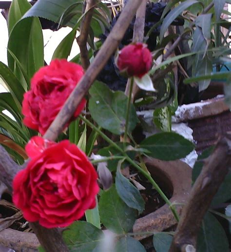 Garden Care Simplified How To Preserve Freshly Cut Rose Flowers