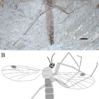 Paratype Of Mesoplecia Plena Sp Nov CNU DIP NN2013050