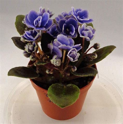 African Violet, Honey Blue Ace by pjsviolets | African violets ...