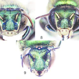 Facial aspect of species of Euglossa (Dasystilbe). 7 Euglossa... | Download Scientific Diagram